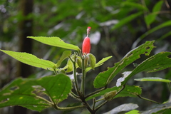 Malvaviscus achanioides