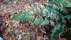 Pteris semipinnata