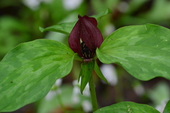 Trillium recurvatum