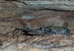 Craugastor yucatanensis