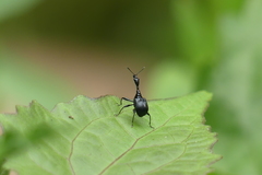 Cycnotrachelodes