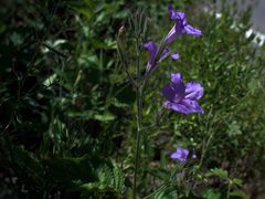 Ruellia ciliatiflora