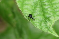 Cycnotrachelodes