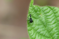 Cycnotrachelodes
