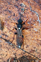 Ichneumon bucculentus