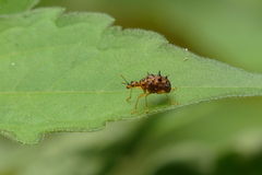 Hoplapoderus