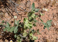 Astragalus geyeri triquetrus