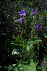 Ruellia ciliatiflora