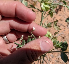 Astragalus geyeri triquetrus
