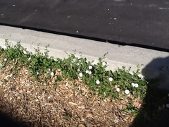 Convolvulus arvensis
