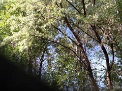 Elaeagnus angustifolia