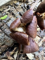 Dysoxylum spectabile