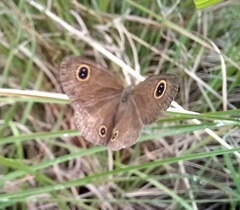 Ypthima arctous arctous