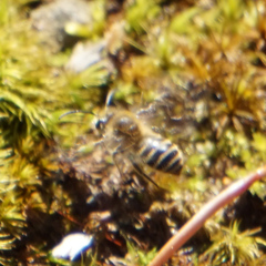 Colletes inaequalis