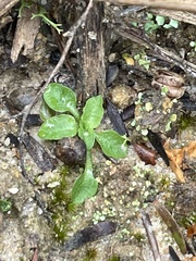 Pterostylis daintreana