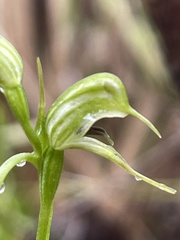 Pterostylis daintreana
