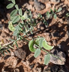 Astragalus geyeri triquetrus