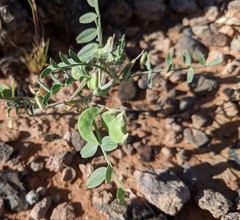 Astragalus geyeri triquetrus