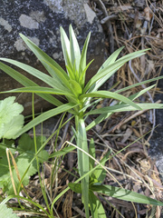 Lilium parryi