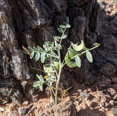 Astragalus geyeri triquetrus