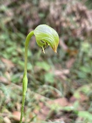 Pterostylis hispidula