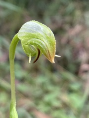 Pterostylis hispidula