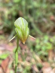 Pterostylis hispidula