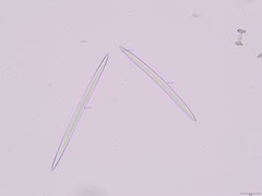 Heterorotula multidentata