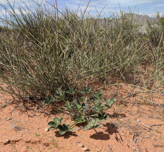 Pediomelum castoreum