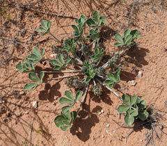Pediomelum castoreum