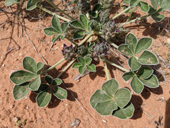 Pediomelum castoreum