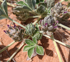 Pediomelum castoreum