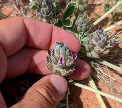 Pediomelum castoreum