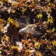 Colletes inaequalis
