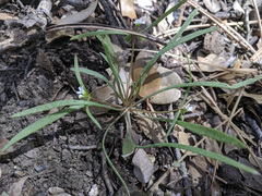 Claytonia parviflora viridis