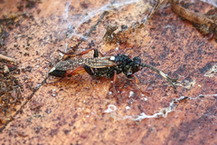 Ichneumon bucculentus