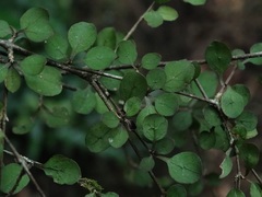 Coprosma rubra
