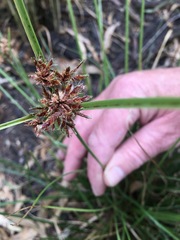 Cyperus lhotskyanus