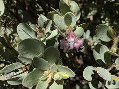 Arctostaphylos pringlei drupacea