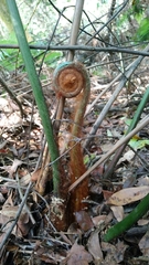 Cibotium taiwanense
