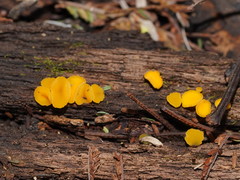 Pezizellaceae