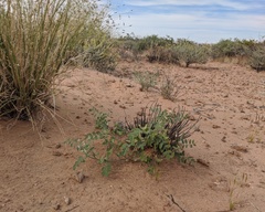 Astragalus geyeri triquetrus