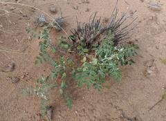Astragalus geyeri triquetrus