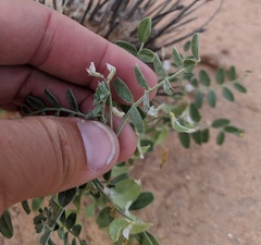 Astragalus geyeri triquetrus