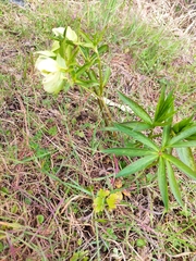Helleborus viridis