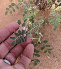 Astragalus geyeri triquetrus