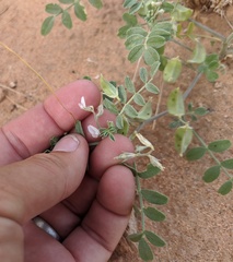 Astragalus geyeri triquetrus