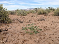 Astragalus geyeri triquetrus