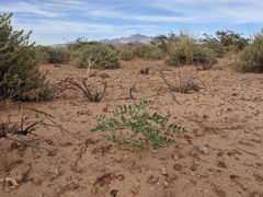 Astragalus geyeri triquetrus