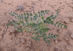 Astragalus geyeri triquetrus